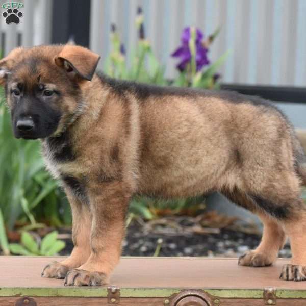 Kerry, German Shepherd Puppy